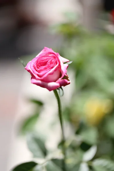 Roze rozen zijn bloei. — Stockfoto