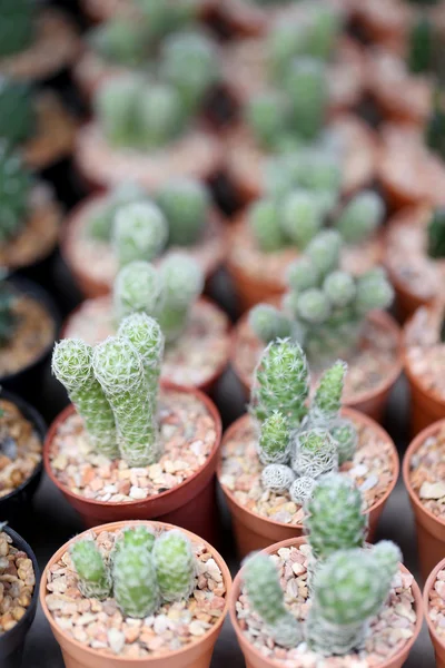 Kleine cactus. — Stockfoto