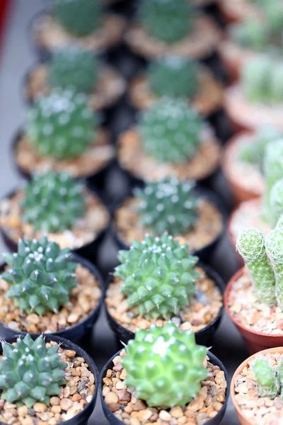 Kleine cactus. — Stockfoto