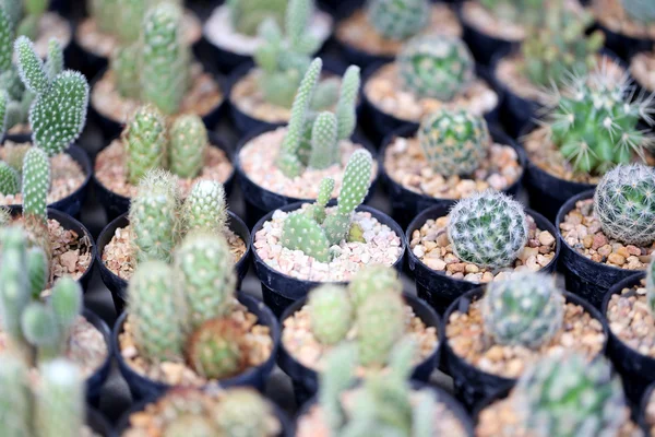 Small cactus. — Stock Photo, Image