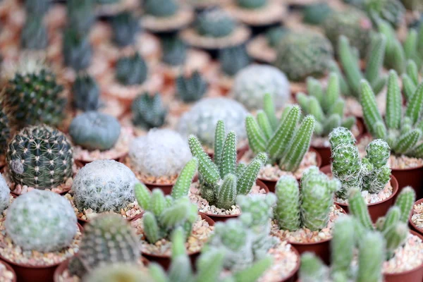 Piccolo cactus . — Foto Stock