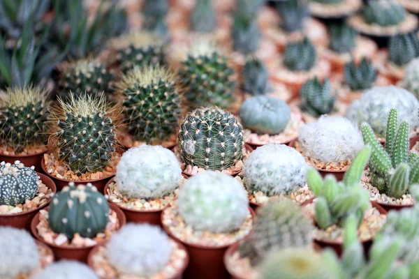 Cactus pequeño . —  Fotos de Stock
