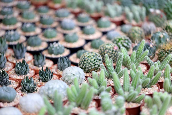 Piccolo cactus . — Foto Stock