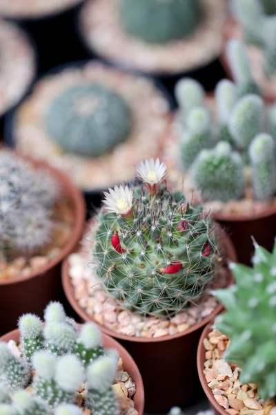 Cactus pequeño . — Foto de Stock