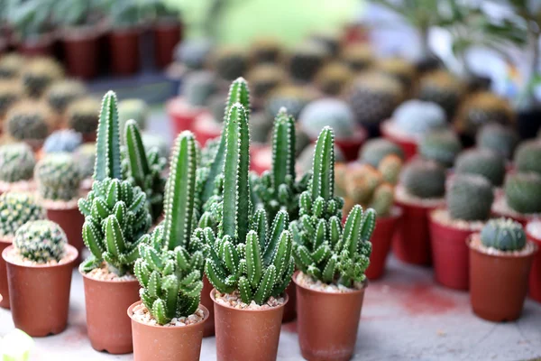 Cactus pequeño . — Foto de Stock