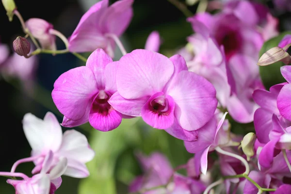 Rosa de orquídeas selvagens . — Fotografia de Stock