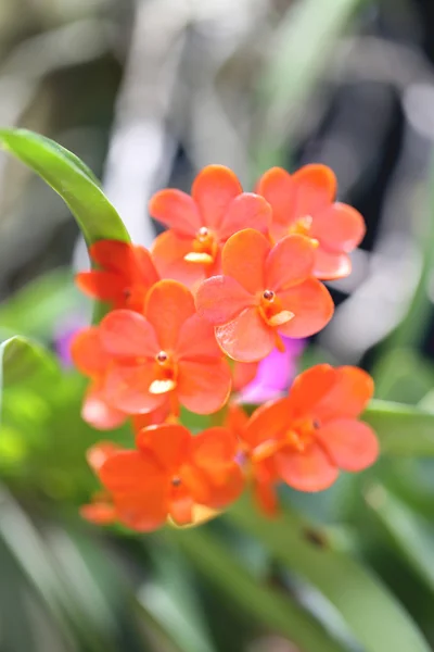 Red flowers are blooming. — Stock Photo, Image