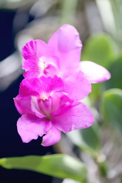 Roze van wilde orchideeën. — Stockfoto