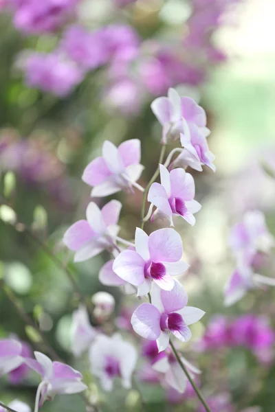 Branco de orquídeas selvagens . — Fotografia de Stock