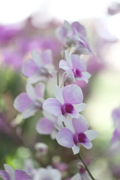 Bianco di orchidee selvatiche . — Foto Stock