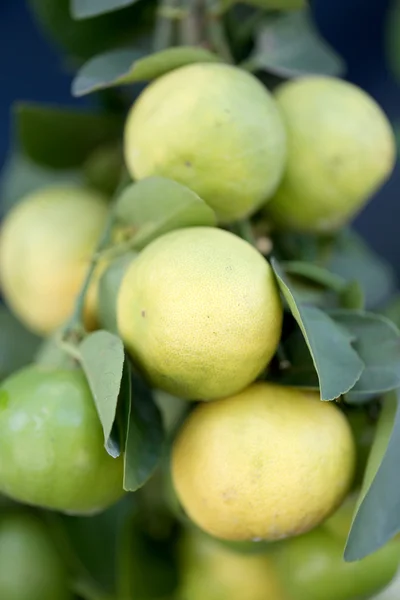 Свежий лимон на дереве . — стоковое фото