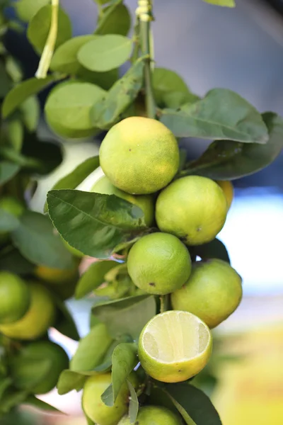 Citronová šťáva na stromě. — Stock fotografie