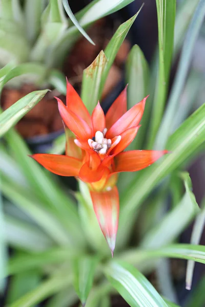 Röda blommor blommar. — Stockfoto