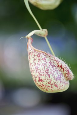 Makro atıcı bitki üzerinde odaklanmak.