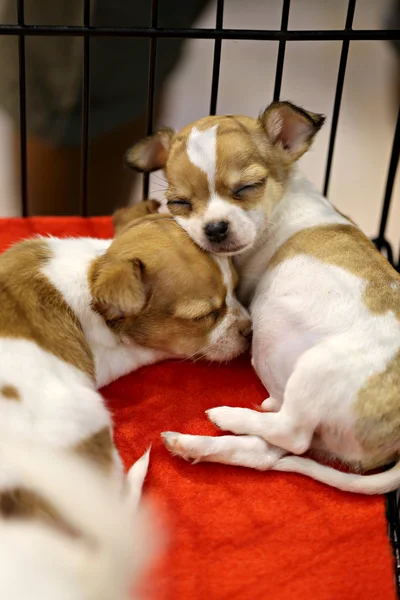 Molti cuccioli stanno riposando . — Foto Stock