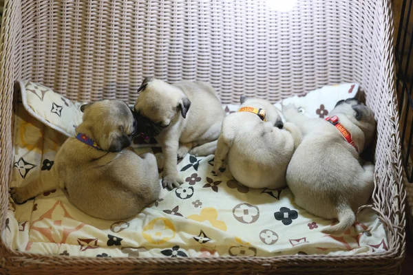 Many puppies are resting. — Stock Photo, Image