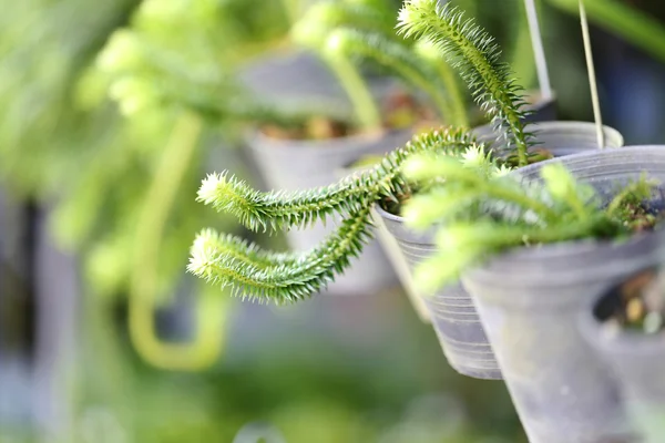 Groene bomen op potplanten. — Stockfoto