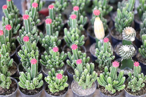 Small cactus plants. — Stock Photo, Image