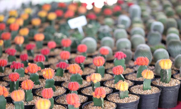 Pequeñas plantas de cactus . — Foto de Stock