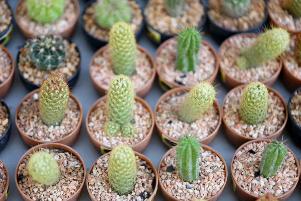 Pequeñas plantas de cactus . —  Fotos de Stock
