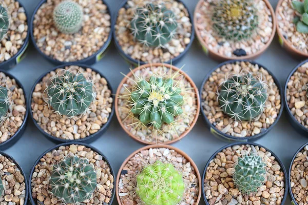 Pequeñas plantas de cactus . —  Fotos de Stock