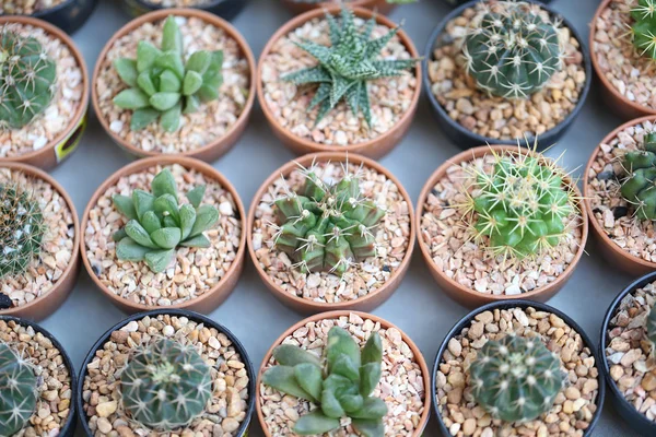 Small cactus plants. — Stock Photo, Image