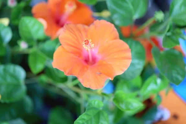 Blossoming orange flower of hibiscus. — Stock Photo, Image