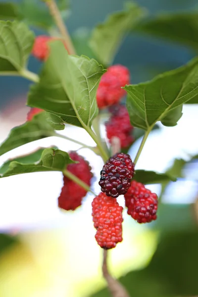 Gelso rosso su albero . — Foto Stock