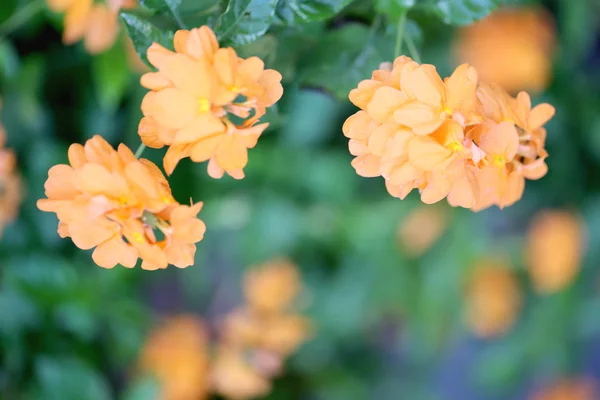 Orange blommor blommar. — Stockfoto