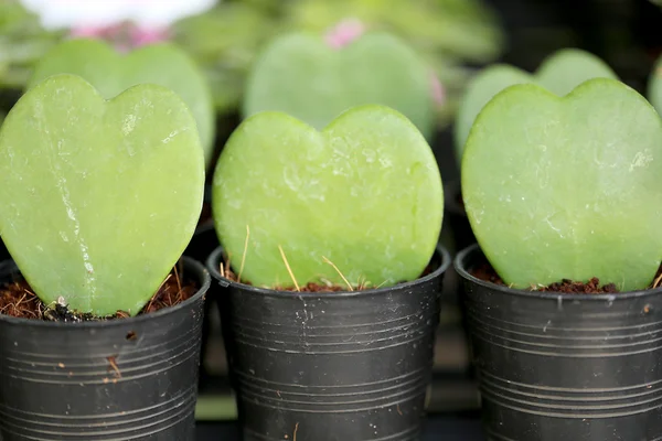 Hjärtformade gröna blad. — Stockfoto