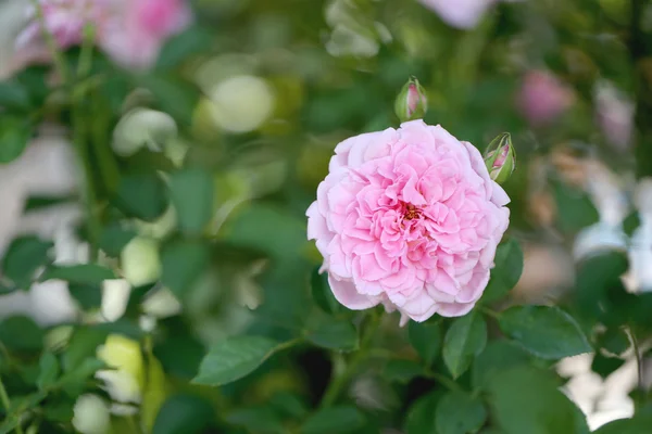 Roze rozen op boom. — Stockfoto