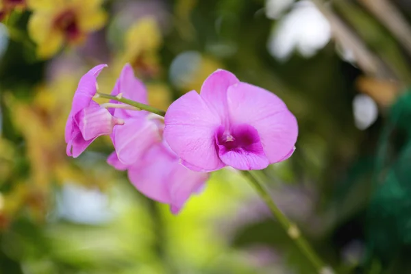 Purple flowers that are blooming. — Stock Photo, Image