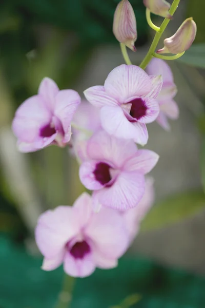 Lila Blumen, die blühen. — Stockfoto