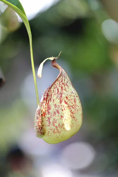 Focus on pitcher plant of macro. — Stock Photo, Image