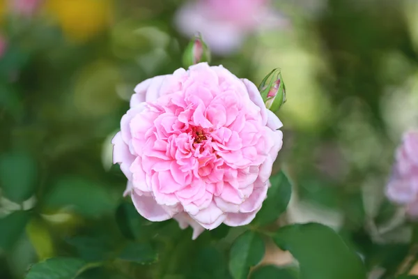 Rosas cor de rosa na árvore . — Fotografia de Stock