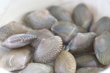 tazelik kabuklu deniz hayvanları.