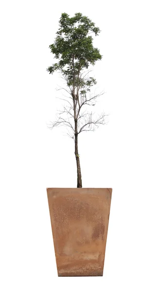 Tree in potted. — Stock Photo, Image