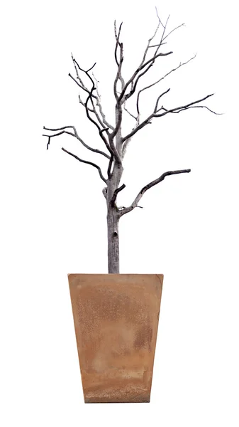 The dead tree in potted on white. — Stock Photo, Image