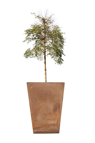 Albero in vaso . — Foto Stock