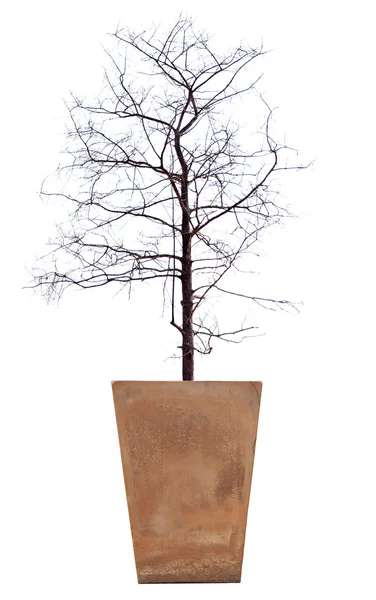 The dead tree in potted on white. — Stock Photo, Image