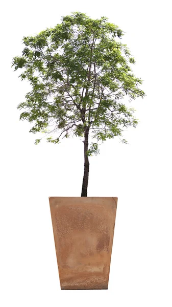 Arbre en pot . — Photo