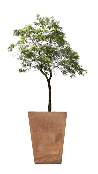 Albero in vaso . — Foto Stock