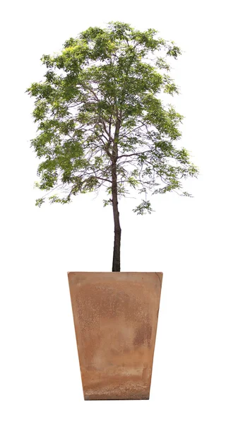 Albero in vaso . — Foto Stock