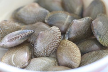 tazelik kabuklu deniz hayvanları.