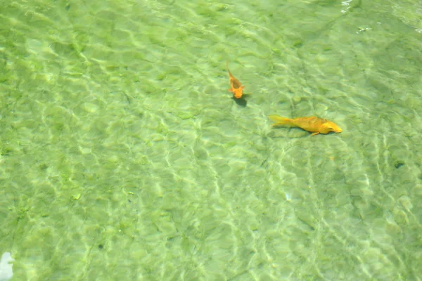 Karpfenfische schwimmen. — Stockfoto