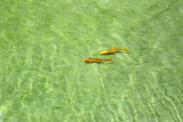 Os peixes de carpa estão nadando . — Fotografia de Stock