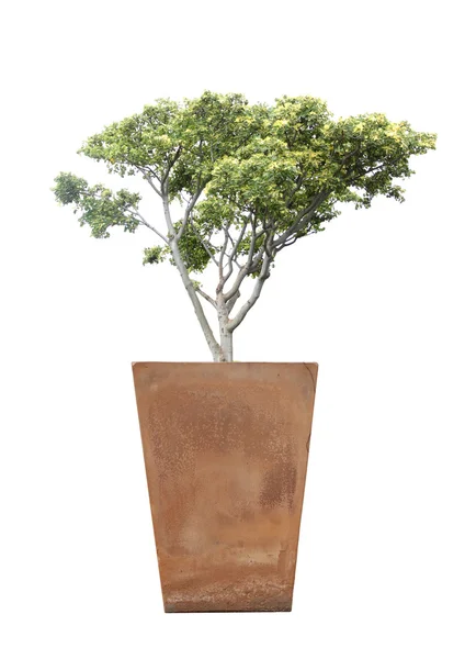 Albero in vaso . — Foto Stock