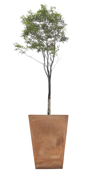 Tree in potted. — Stock Photo, Image