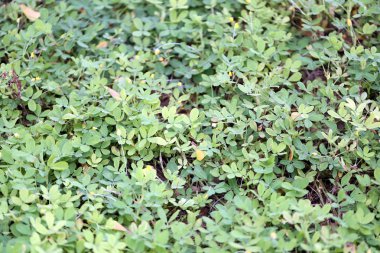Yeşil arka bahçede çim.