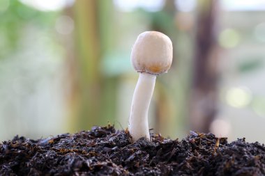 makro çekim taze mantar.